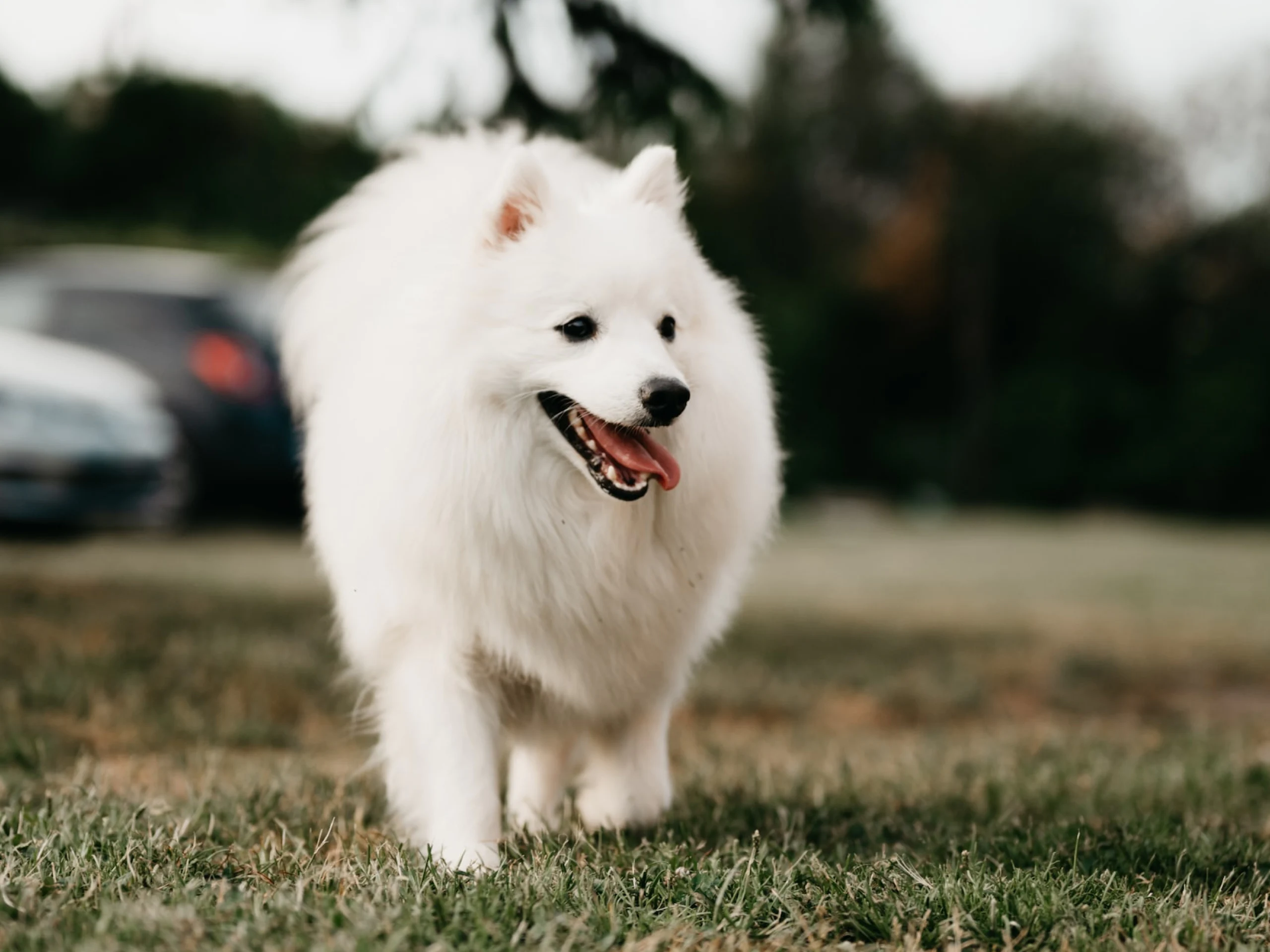 If your dog has seizures, ask your vet about phenobarbital